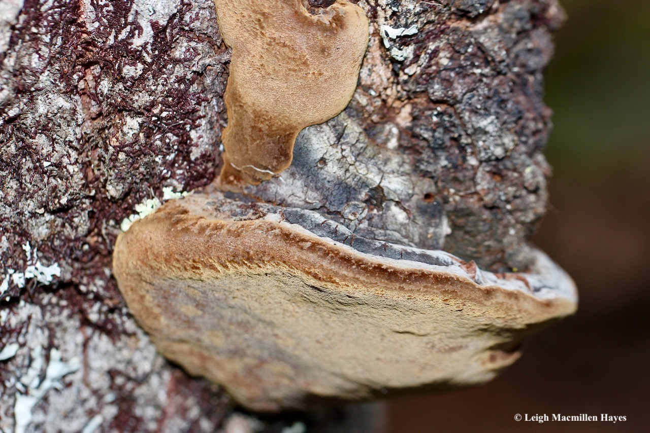 14-False Tinder Polypore