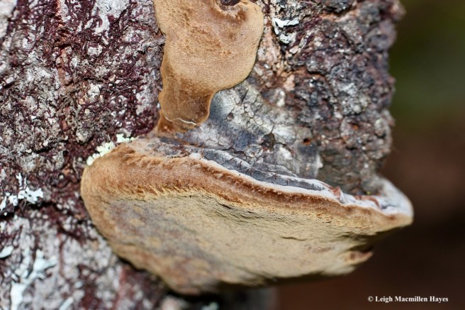 14-False Tinder Polypore