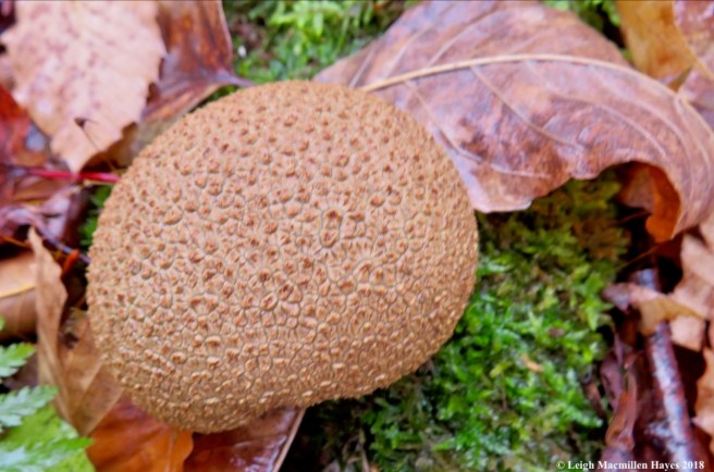14-pigskin puffball 1