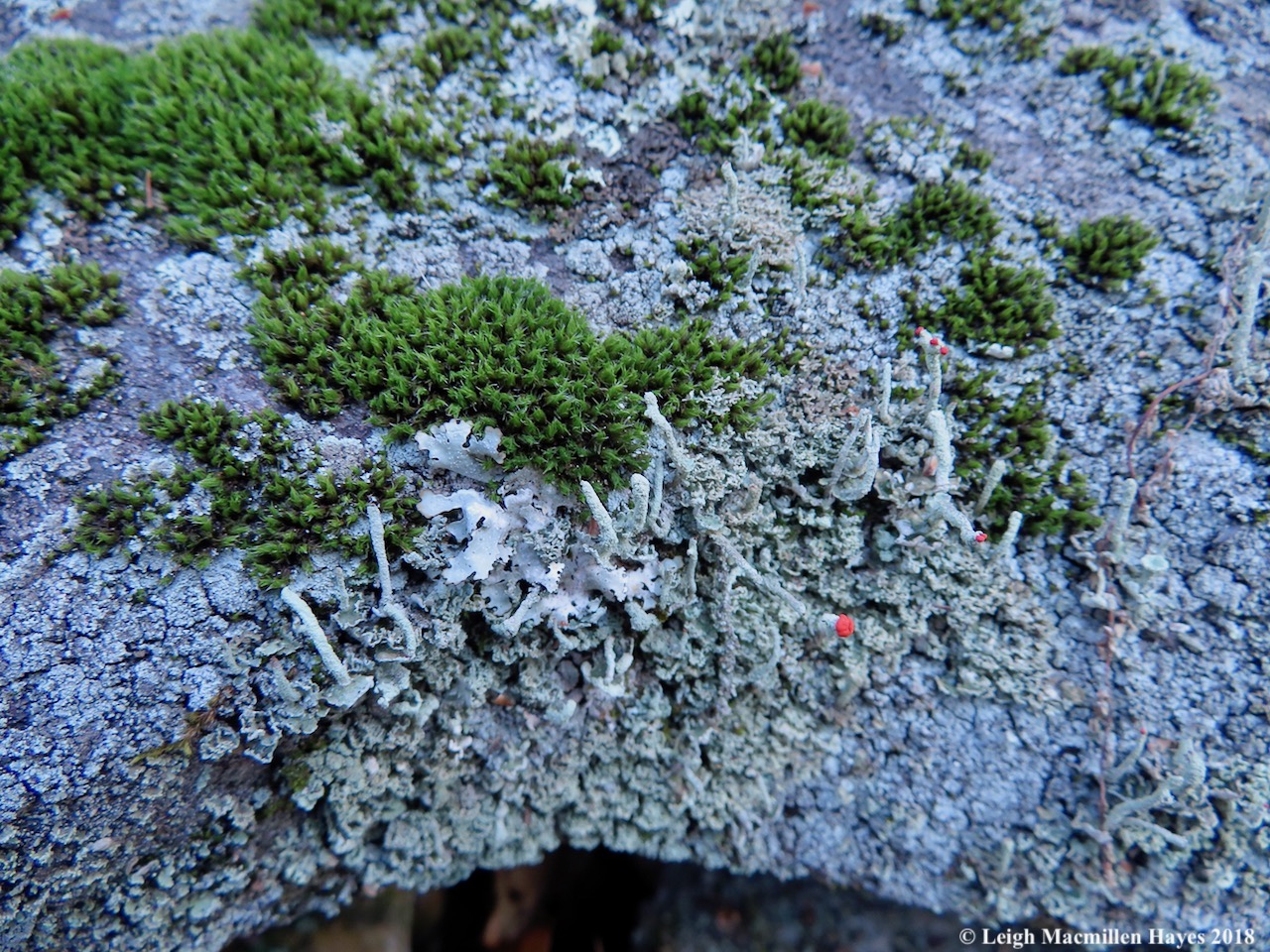 16a-if lichens and mosses could talk