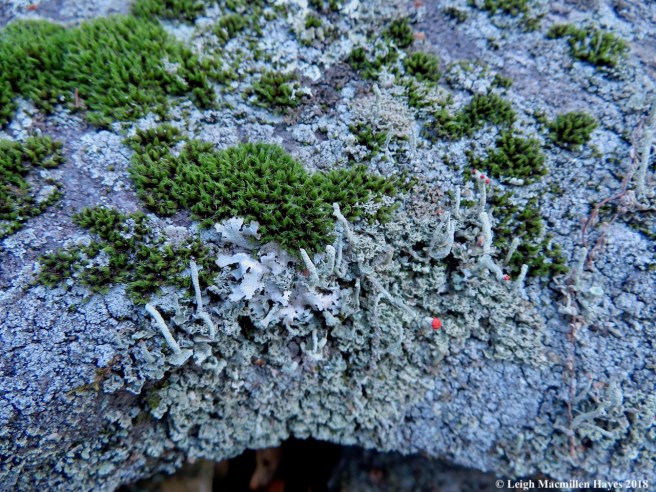 16a-if lichens and mosses could talk