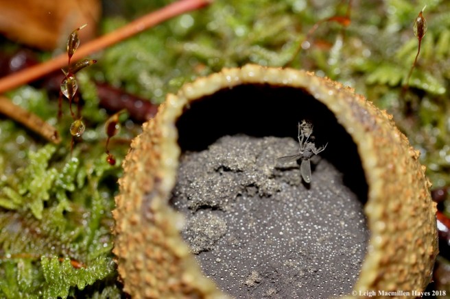 18-insect within pigskin