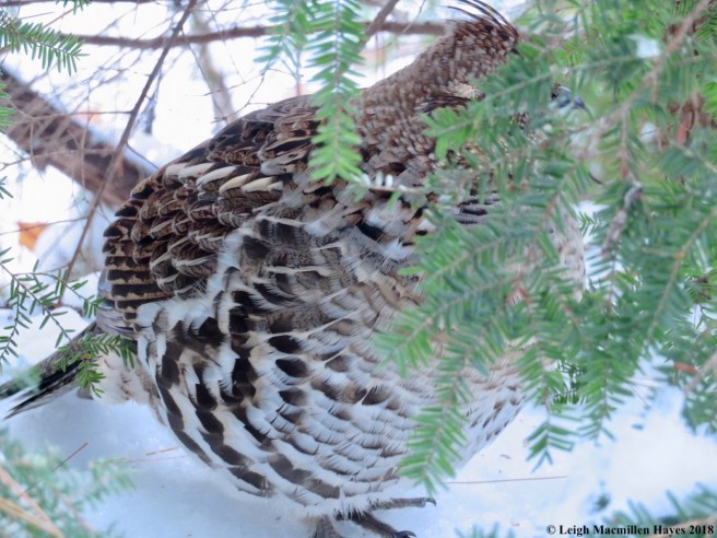 2-hiding and feathers bloated