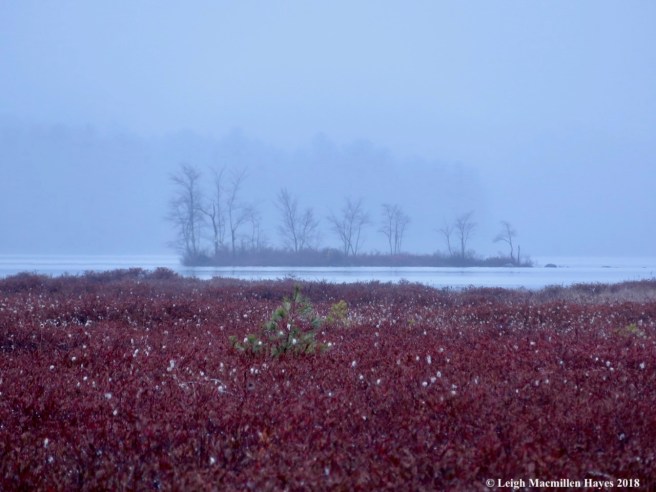 2-Silhouettes on Lower Bay and cotton grass