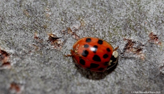 3-lady bug
