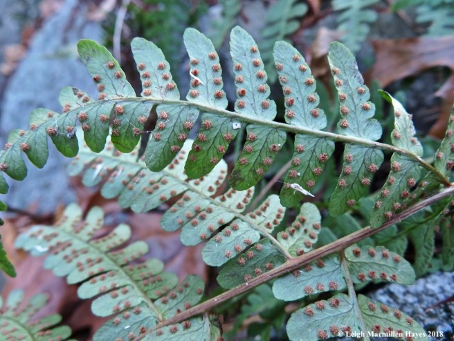 30-Marginal wood fern