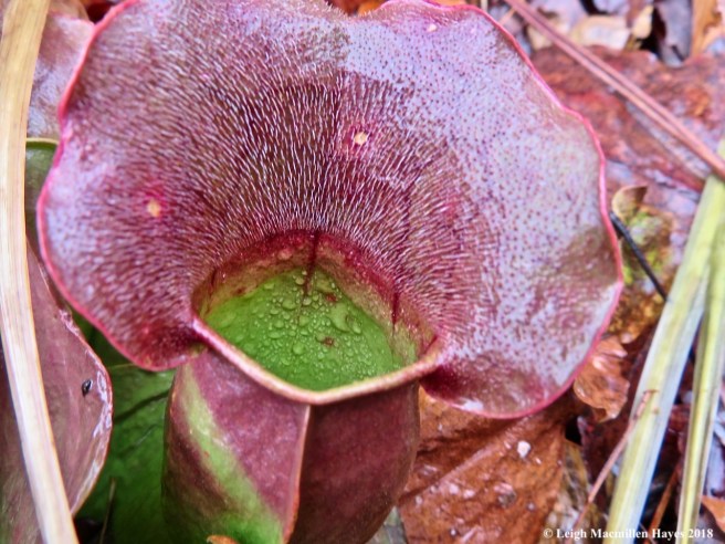 5-pitcher plant runway