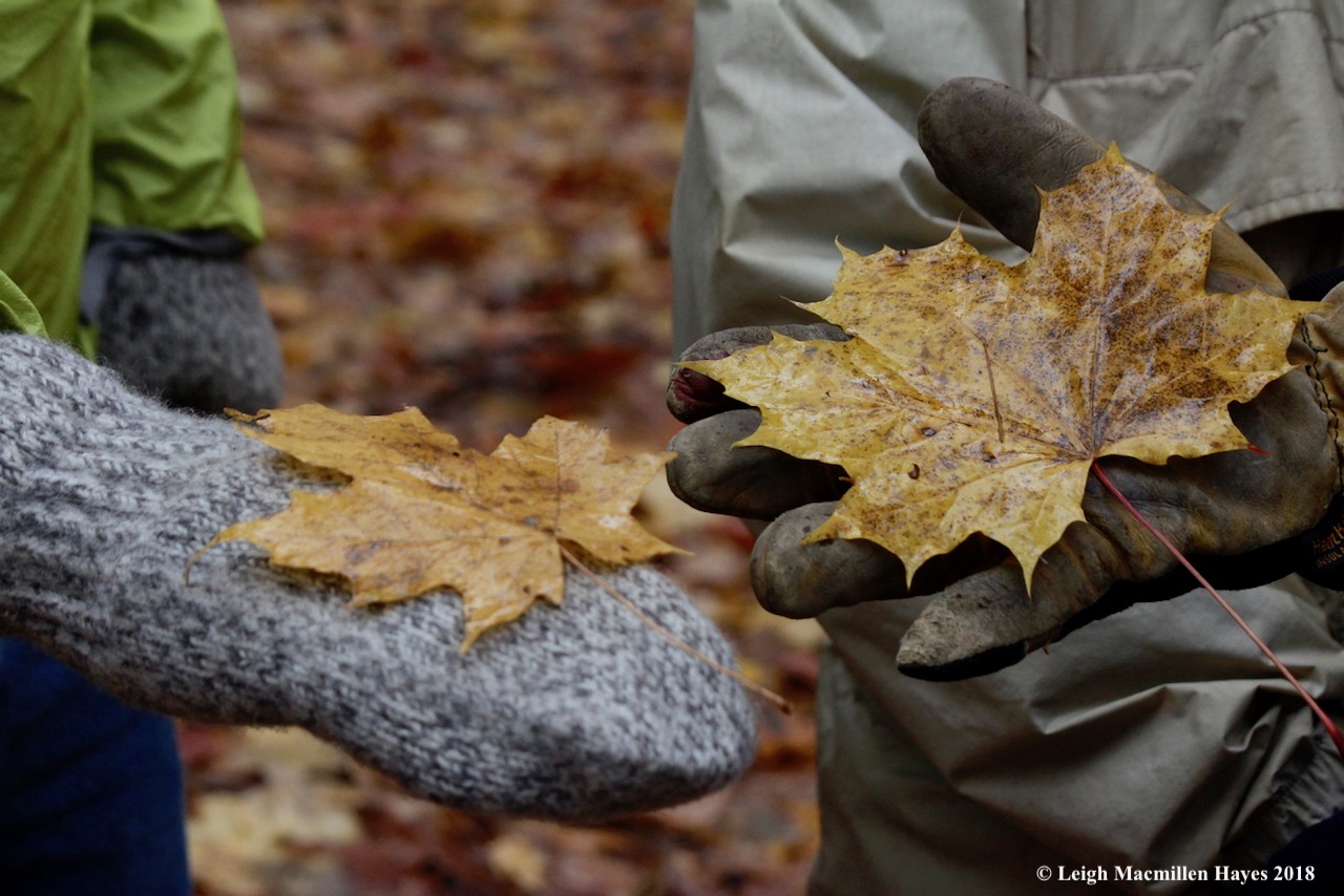 5-sugar and Norway maple leaves