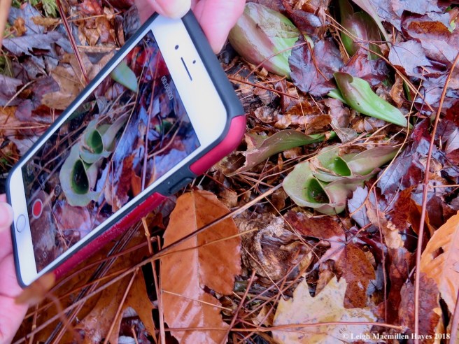 7-watching the spider action