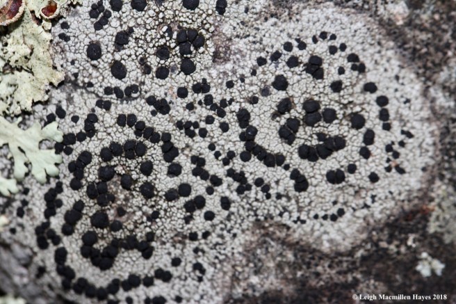 8-Concentric Boulder Lichen