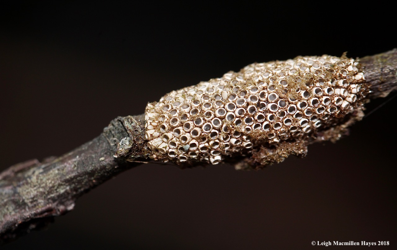 9-tent caterpillar egg cases
